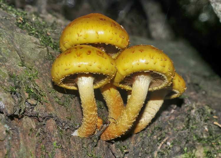 Pholiota aurivella o limonella ?